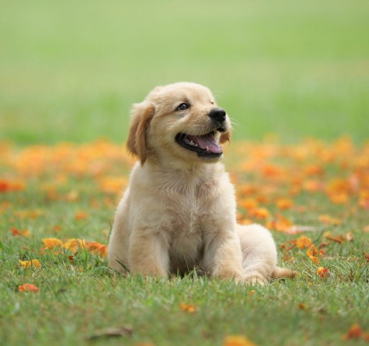 Akita puppies for sale in Jaipur