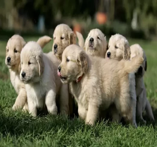 Golden Retriever puppies for sale in Jaipur
