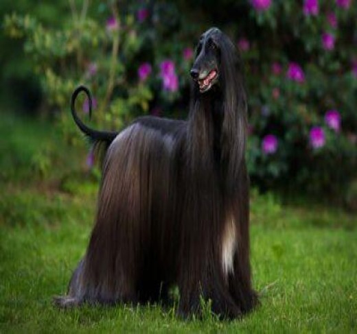 Afghan Hound puppies for sale in Jaipur