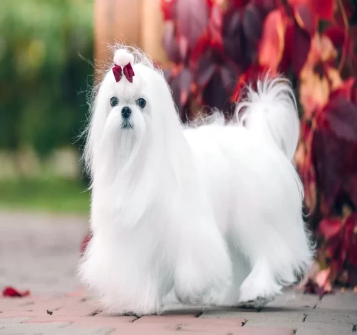 Maltese puppies for sale in Amaravati