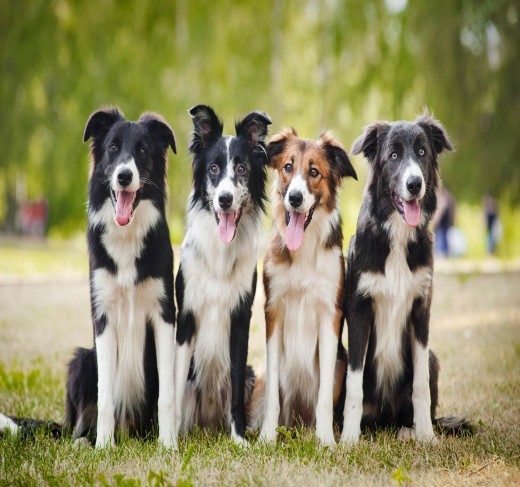 Border Collie puppies for sale